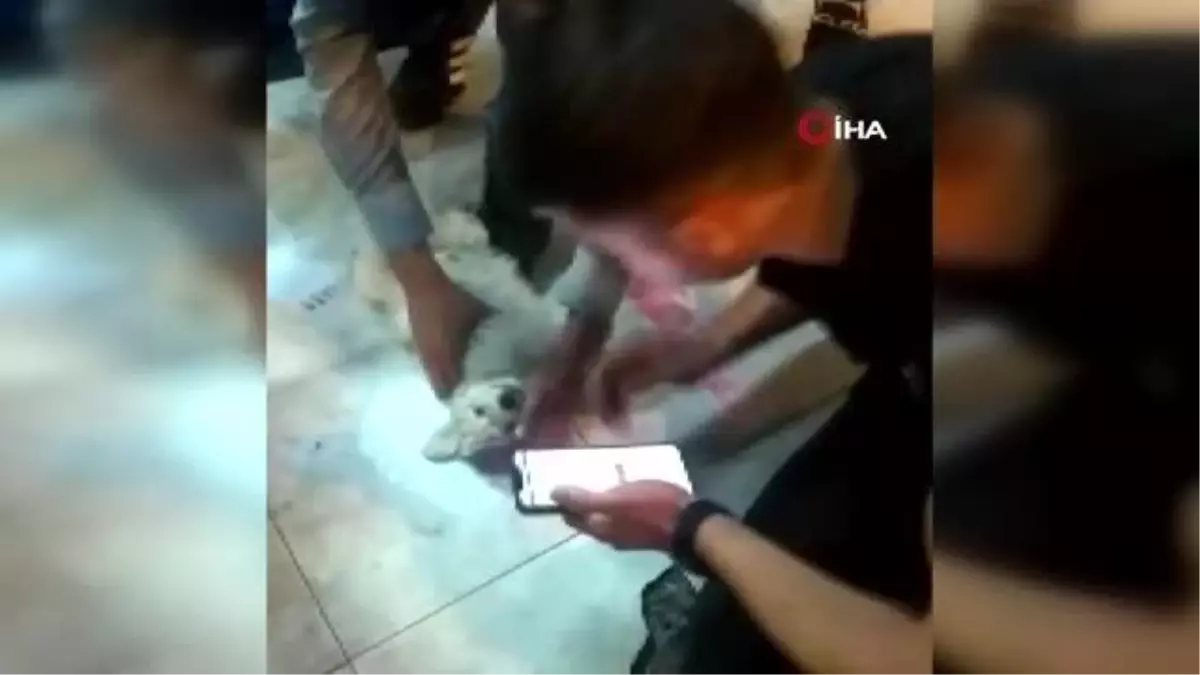 Ölen köpeği başında dakikalarca gözyaşı döktü