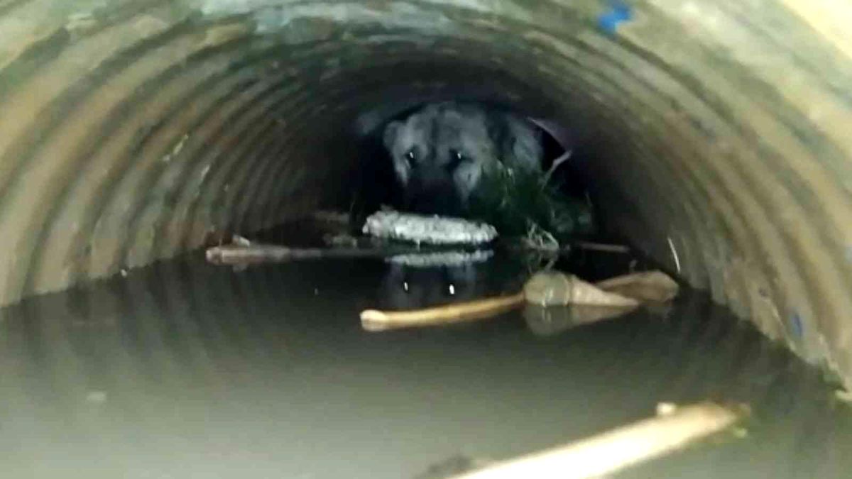 Sulama kanalına düşen köpek kurtarıldı