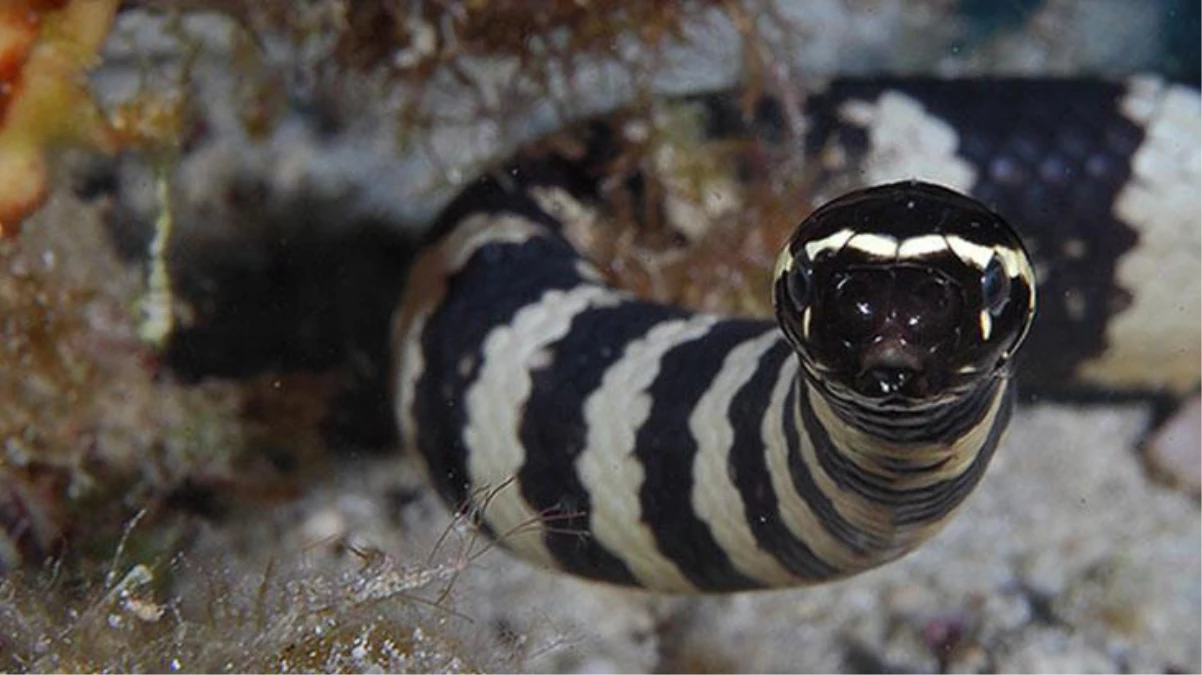 Kobradan bile zehirli olan ölümcül deniz yılanının tedavisi sadece bir ülkede yapılıyor