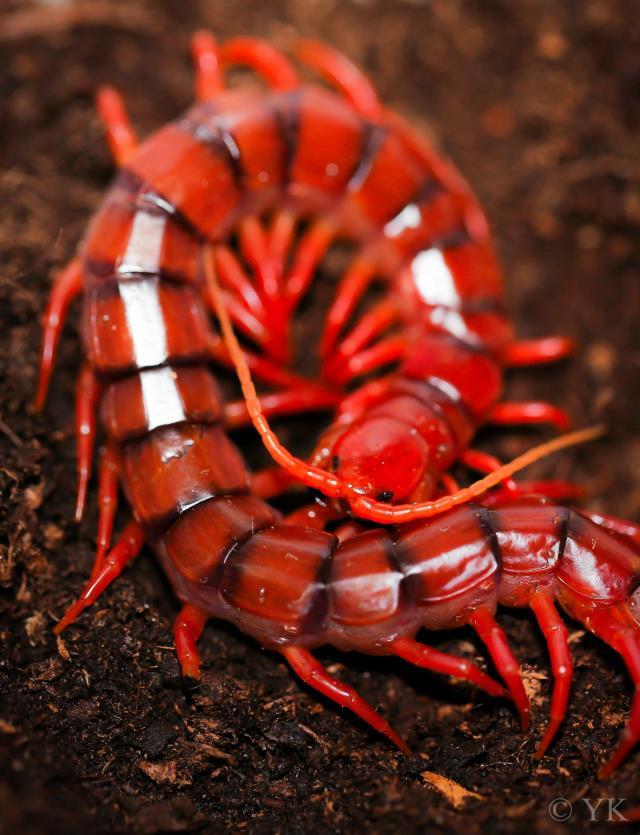 Türkiye'de sıcaklarla birlikte ortaya çıkan zehirli çıyanlar, adamı yatağa hapsediyor! Aman dikkat