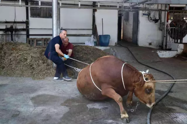 Kurban kesecekler dikkat! Bu yöntemle yarım tonluk kurbanlığı iki kişi yatırabiliyor