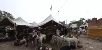 YENİ DELHİ - Hindistan'da kurulan kurban pazarındaki keçiler alıcılarını bekliyor