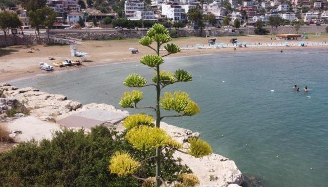 Bir ayda 5 metre uzayan esrarengiz bitki, 60 yıl sonra çiçek açtı