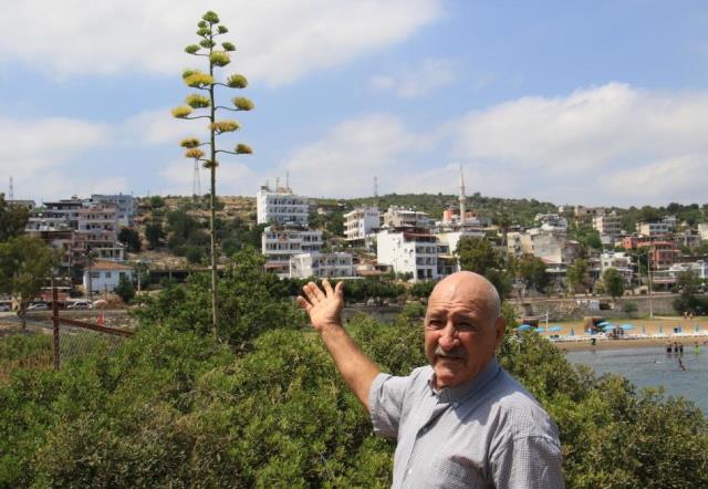Bir ayda 5 metre uzayan esrarengiz bitki, 60 yıl sonra çiçek açtı