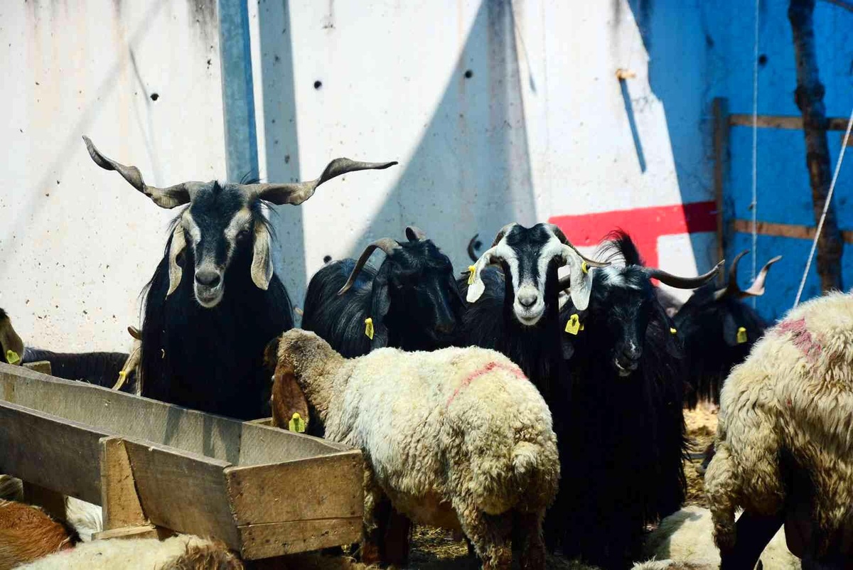 Büyükşehir\'den kurban kesecek vatandaşlara önemli uyarı