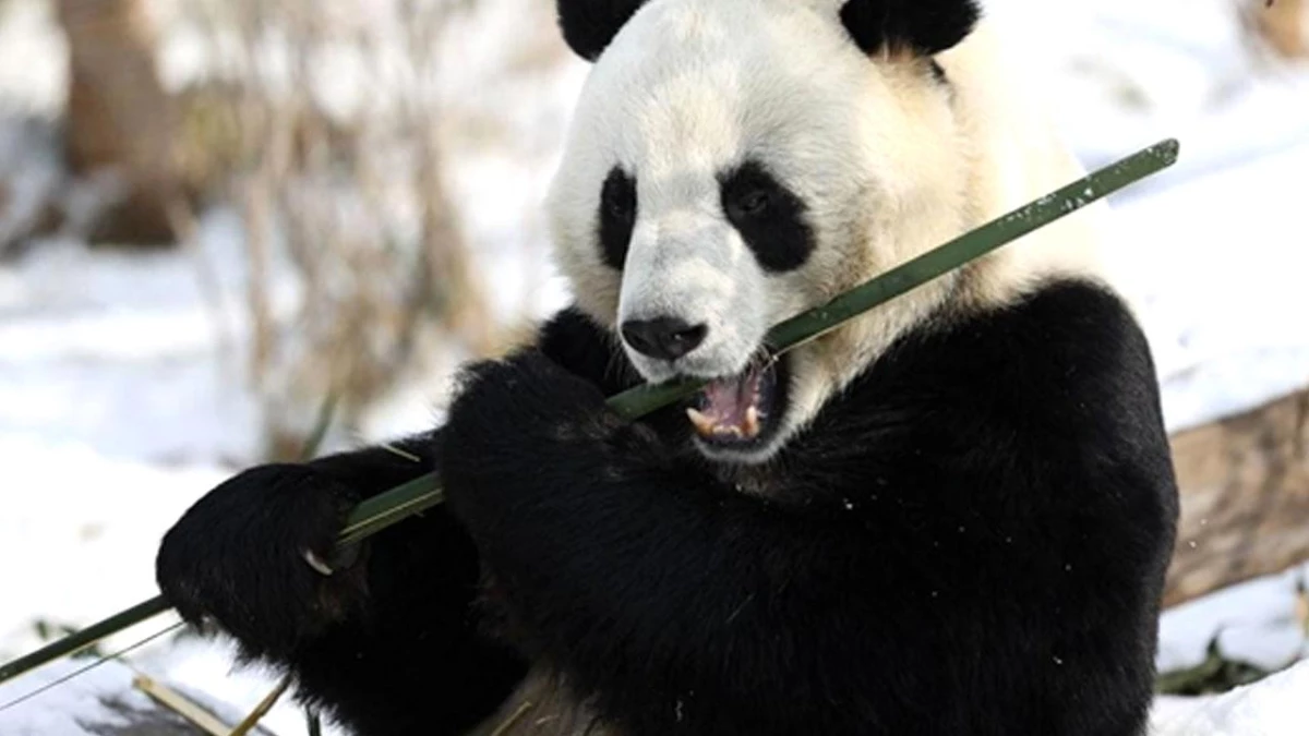 Çalışma: Dev Pandalar 7 Milyon Yıl Önce de Bambuyla Besleniyordu