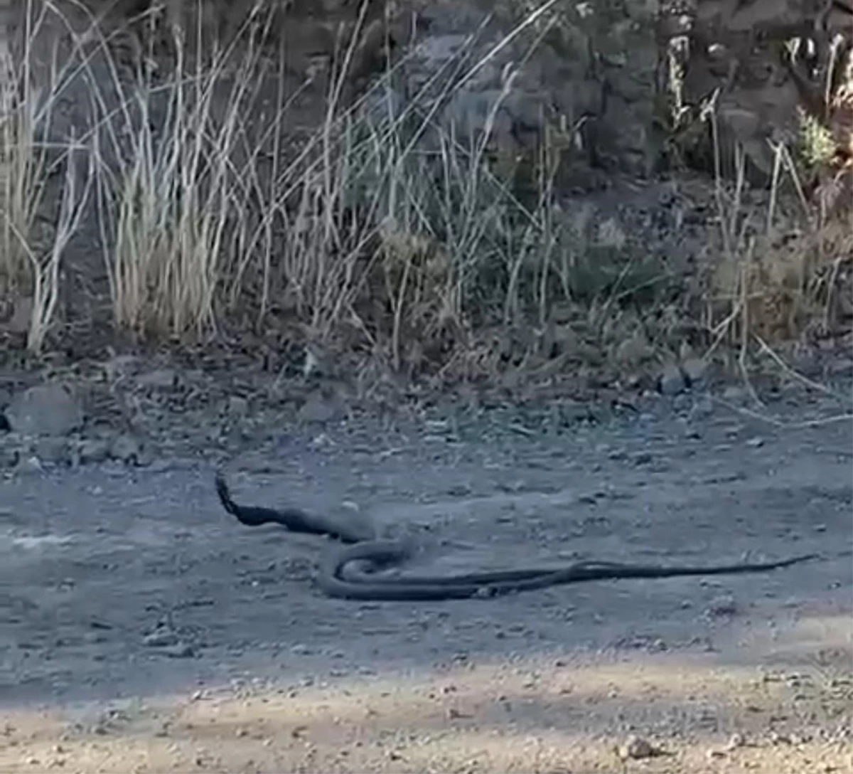 Son dakika... Elazığ\'da 1,5 metrelik yılanların dansı kameraya yansıdı