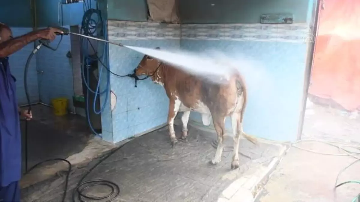 Pakistan'da kurbanlıklar, oto kuaföründe yıkatılarak bayrama hazırlanıyor