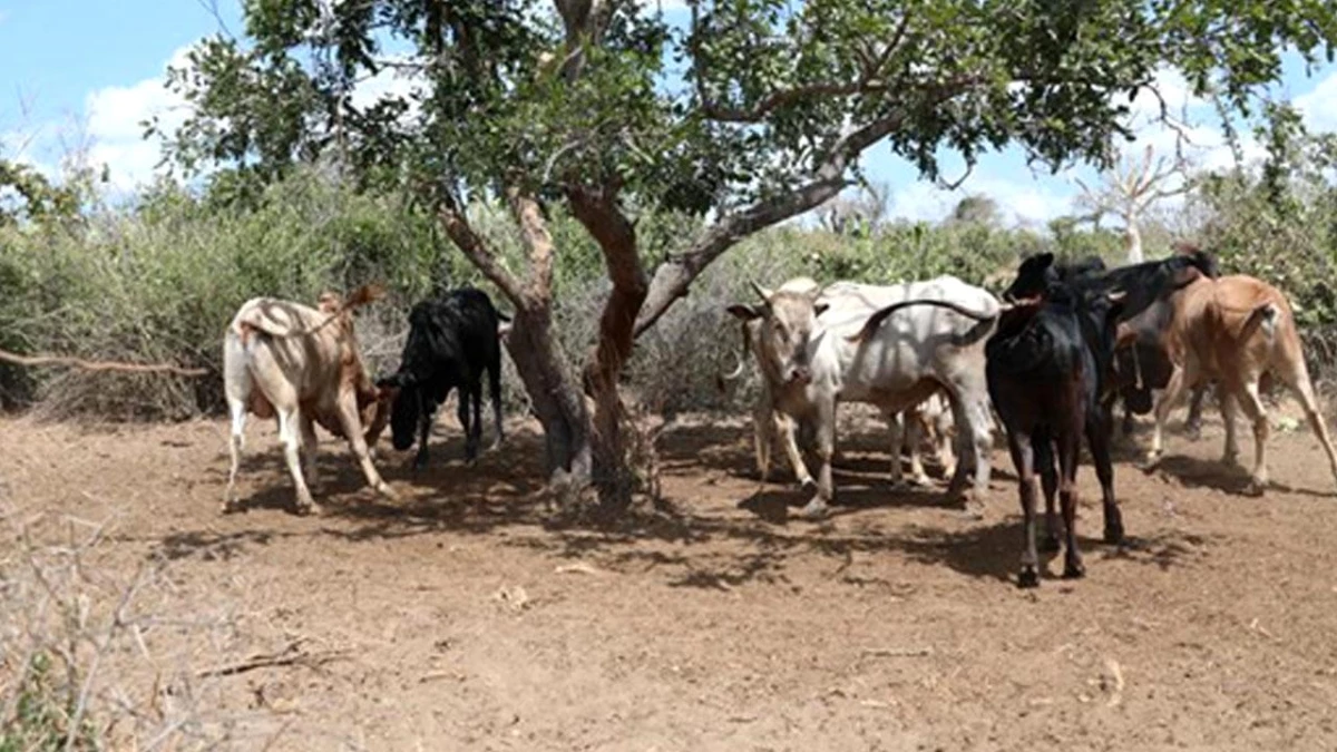 Unocha: Kuraklıktan Etkilenen Afrika Boynuzu Ülkelerinde 7 Milyondan Fazla Çiftlik Hayvanı Öldü