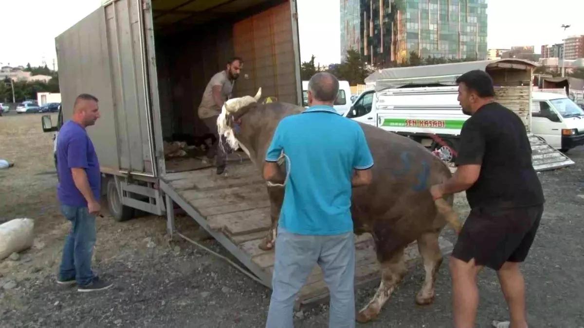 Arife günü kurbanlıklar araçlara yüklenerek götürülüyor