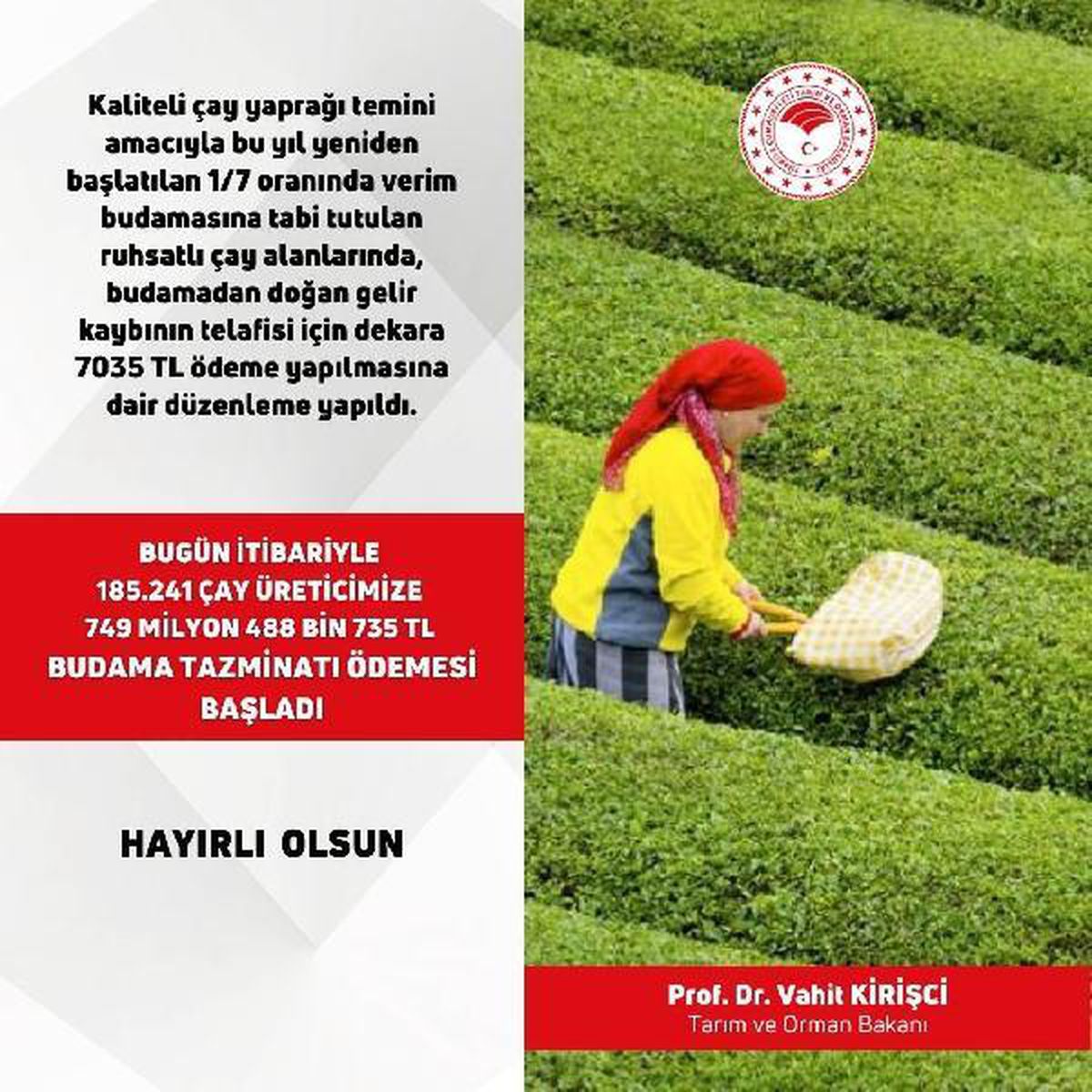 Bakan Kirişci:  Çay üreticilerimize budama tazminatı ödemesi başladı