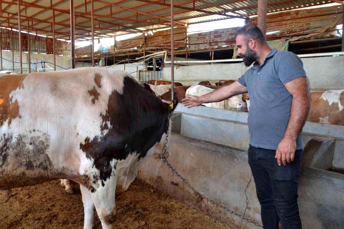 Batman\'da 55 bin liraya satılacak 1 tonluk kurbanlık pazarda yerini aldı