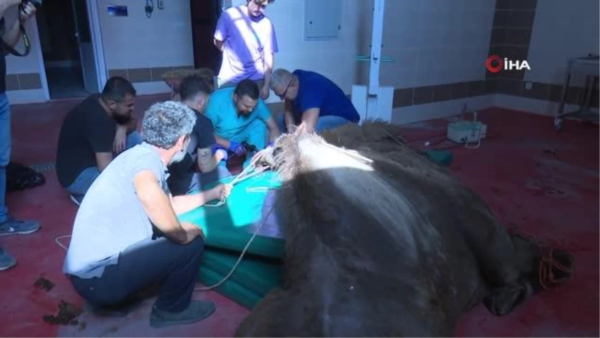 Burdur\'da alt çene kemiği kırık olan deveye implant takıldı