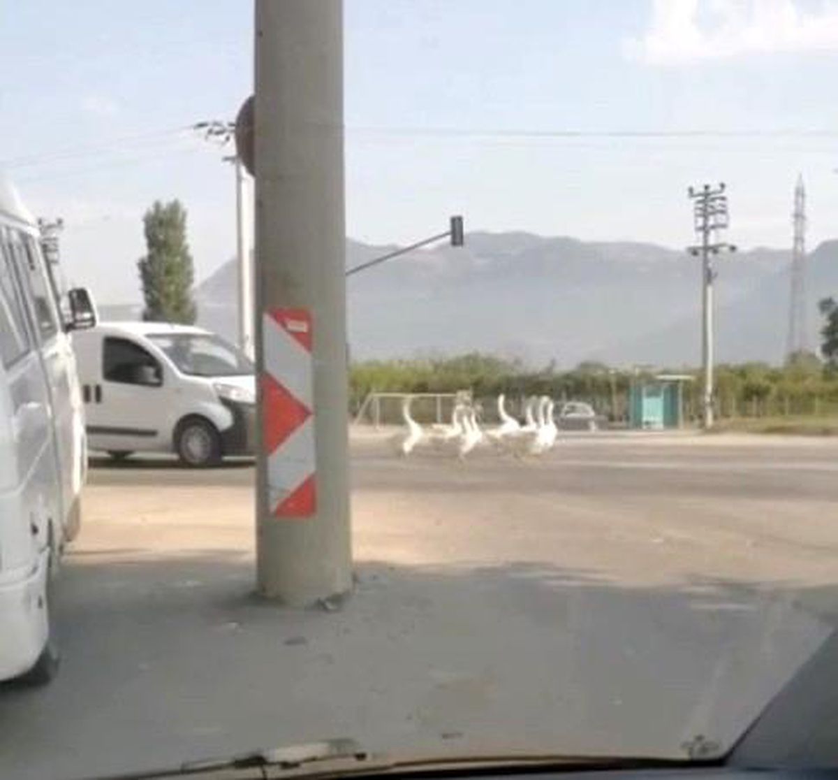 Bursa\'da yola çıkan kazlar nedeniyle şehirlerarası yolda trafik durdu