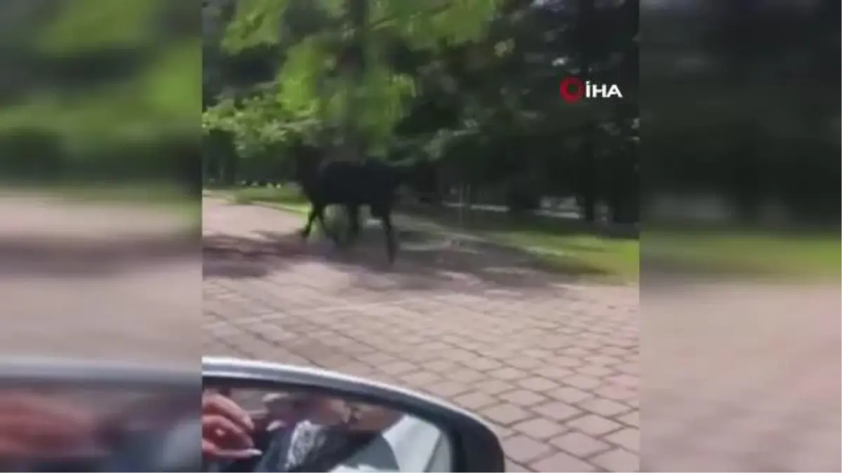 Son dakika haber! Firari kurbanlıklar bayramı beklemedi... Tebessüm ettiren görüntüler kamerada