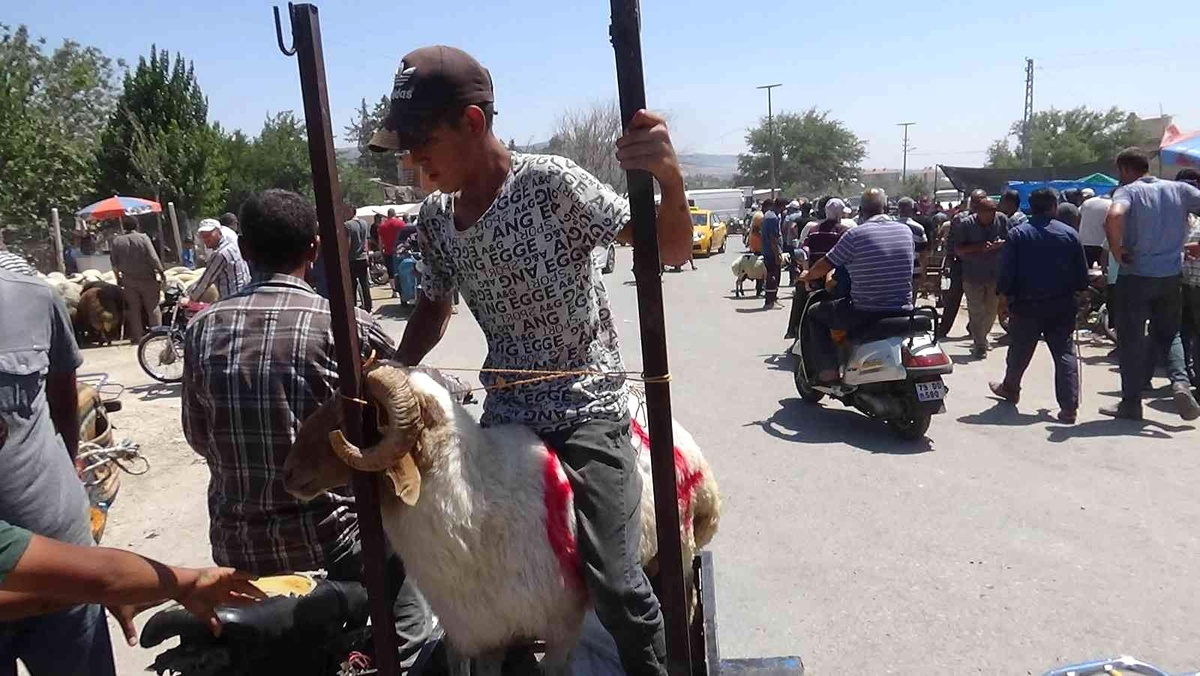 Kilis\'te vatandaşlar kurbanlıklarını motosikletle taşıdı