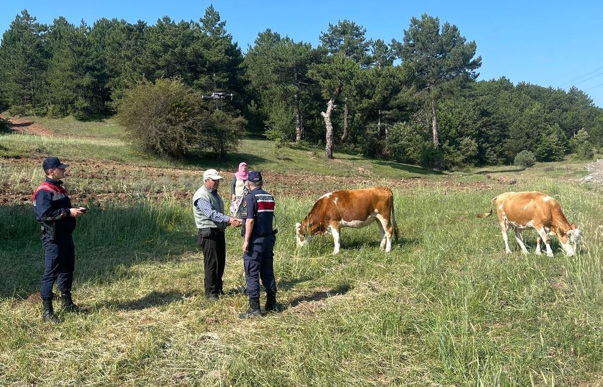 Kütahya\'da kayıp büyükbaş hayvanlar dronla bulundu