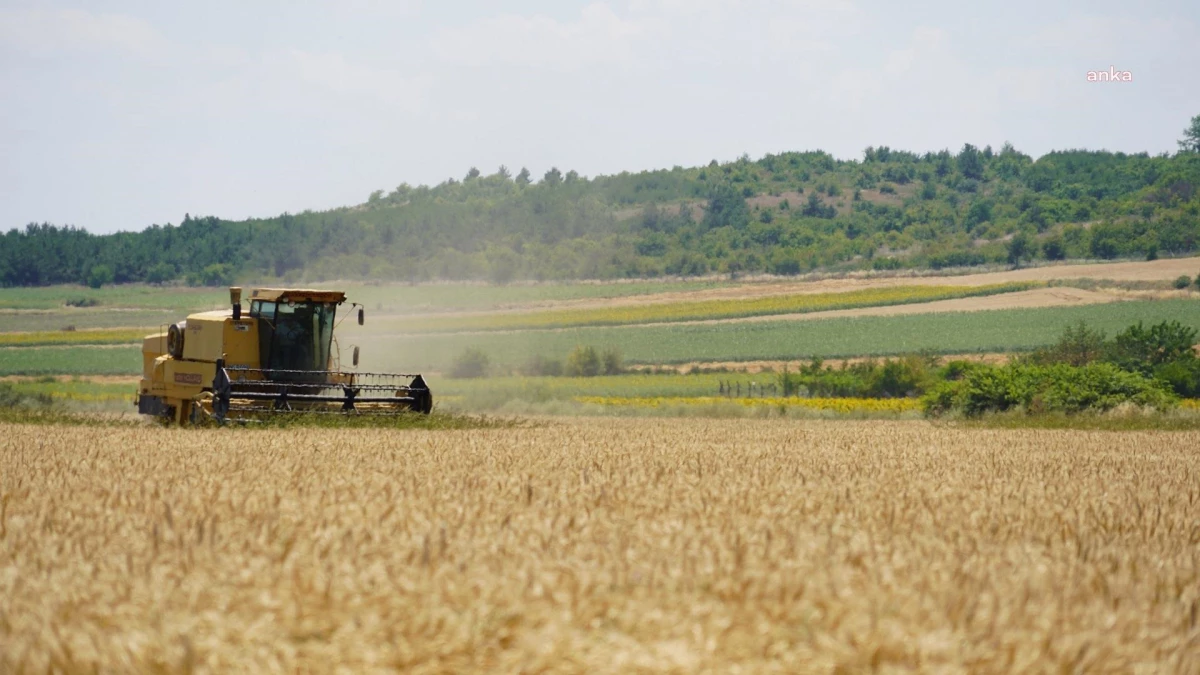 Lüleburgaz Belediyesi\'nin İhtiyaç Sahibi Aileler İçin Ektiği Buğdaylar, Hasat Edildi