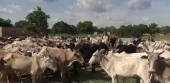 OUAGADOUGOU - Burkina Faso'da 200 bin kişiye kurban eti ulaştırılacak