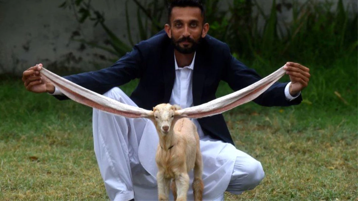 Pakistan: Uzun kulaklı keçi sosyal medya yıldızı oldu