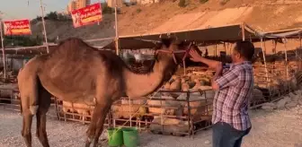 Ürdün'de Kurban Bayramı hazırlıkları