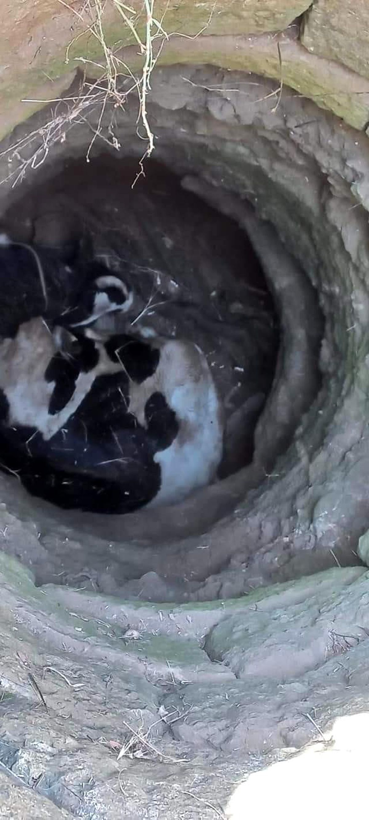 6 metrelik kuyuya düşen ineği ekipler kurtardı