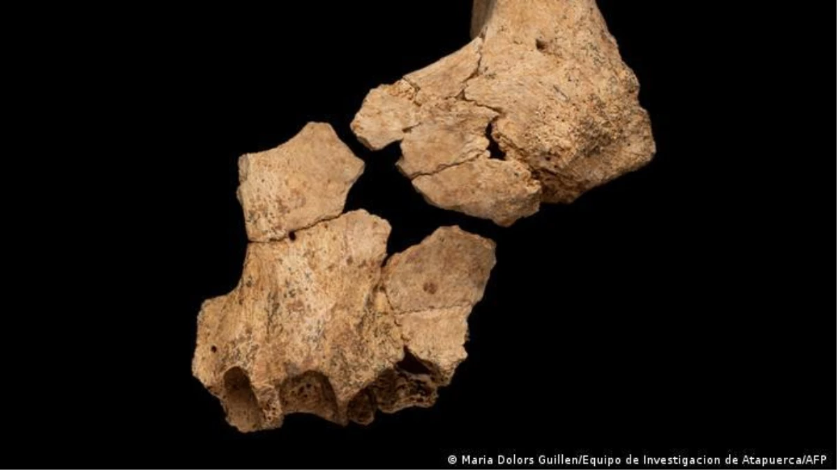 Atapuerca\'da "ilk Avrupalı\'ya" ait kalıntılar bulundu