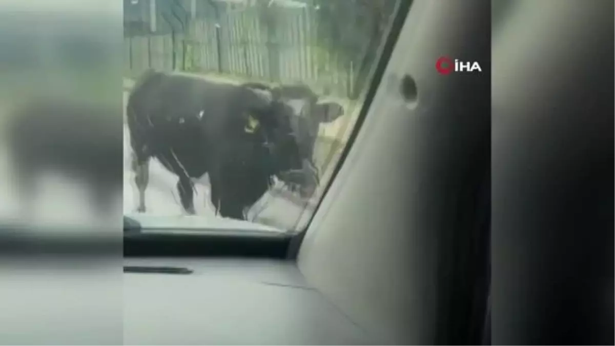 Başkent'te kurbanlıklar firarda