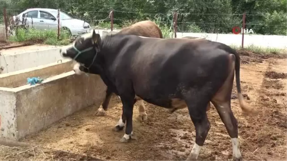 Besicilerin bayram mesaisi: '32 büyükbaşla gelmiştim 5'i kaldı'