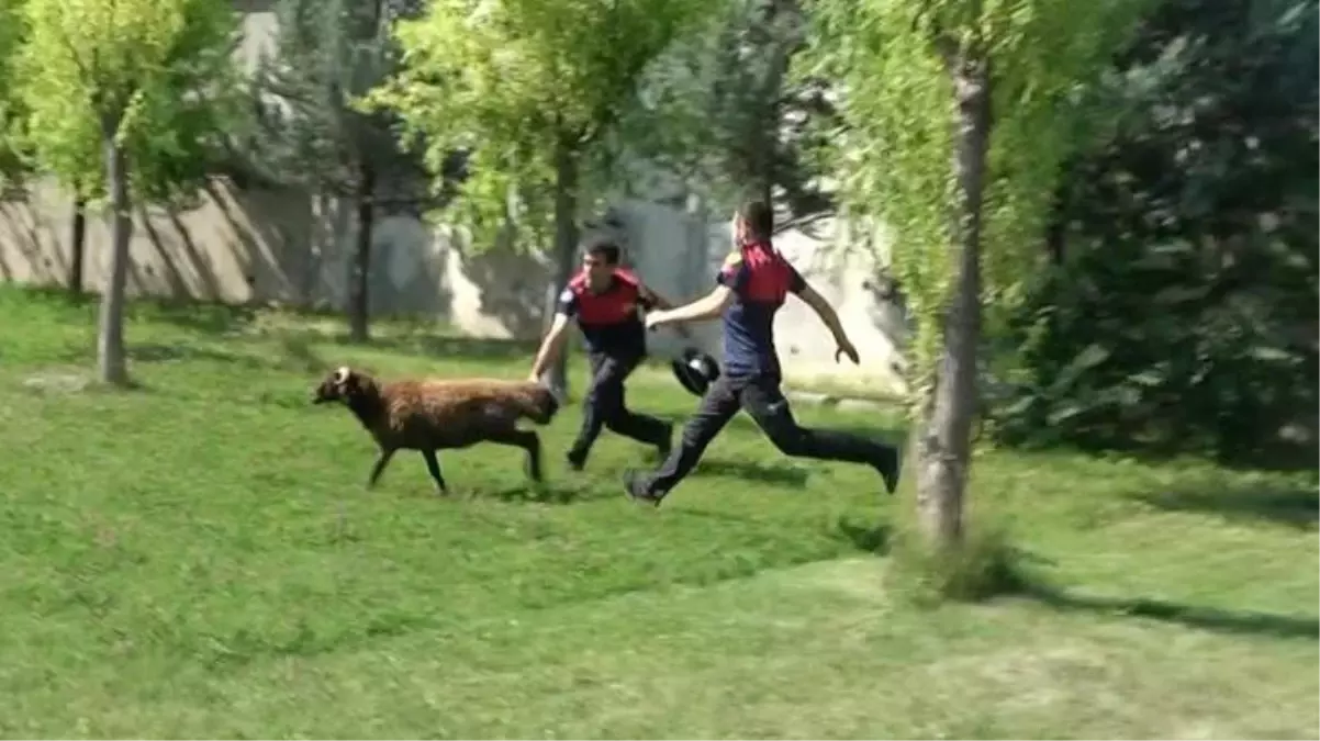 Sahibinden kaçan koç hastane bahçesini karıştırdı!