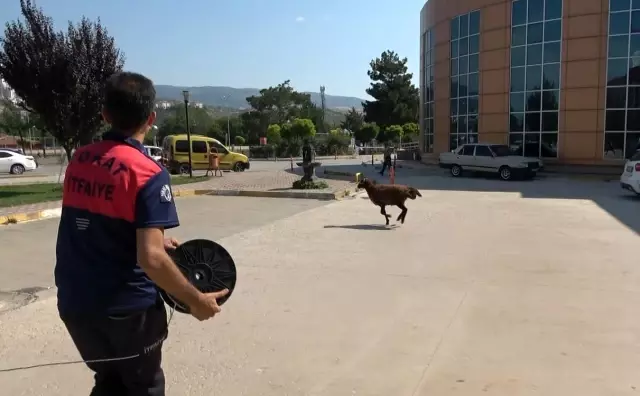 Firar eden kurbanlık koç hastane bahçesini birbirine kattı