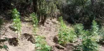 İzmir'deki uyuşturucu operasyonlarında 1 tutuklama