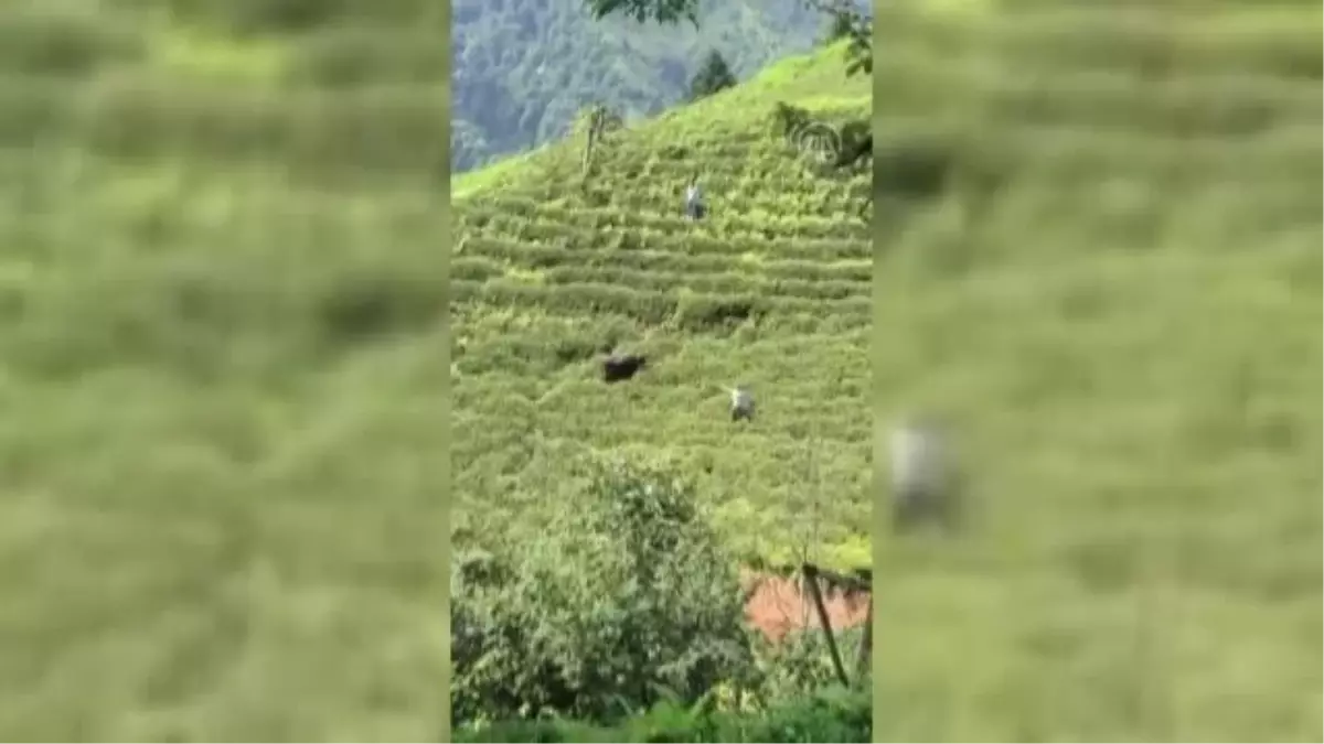 Rize\'de kaçan kurbanlık, sahiplerini peşinden koşturdu