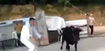 Kaçan kurbanlıklar hem sahiplerine, hem vatandaşlara zor anlar yaşattı