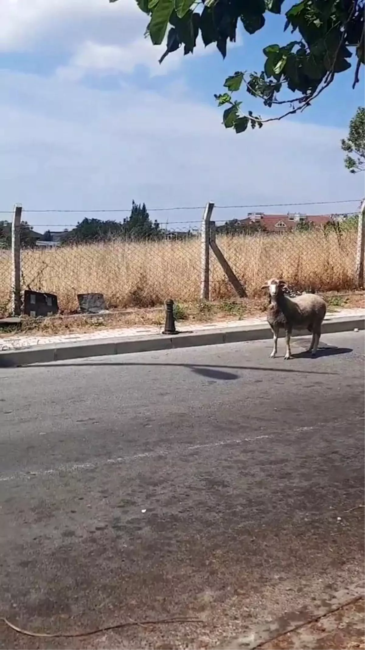 Kurban Bayramı\'nda yine hayvanlar kaçtı, vatandaşlar zor anlar yaşadı