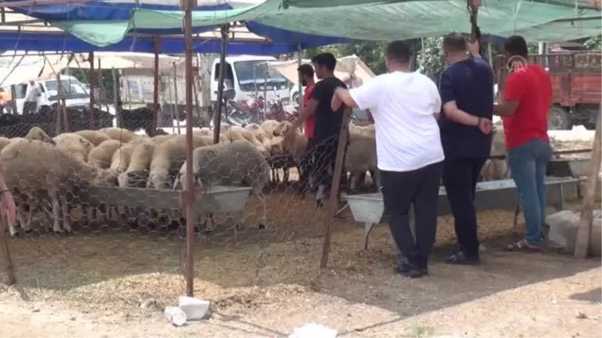 Kurbanlık pazarlarında yoğunluk sürüyor