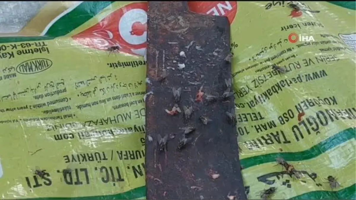 Bayram günü yaşanan haşere yoğunluğu ekipleri harekete geçirdi