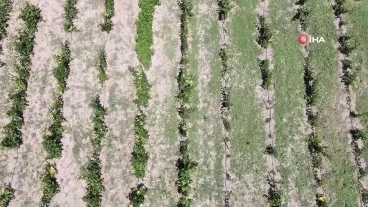 Bu bahçenin ziyaretçileri meyvelerini dalından topluyor