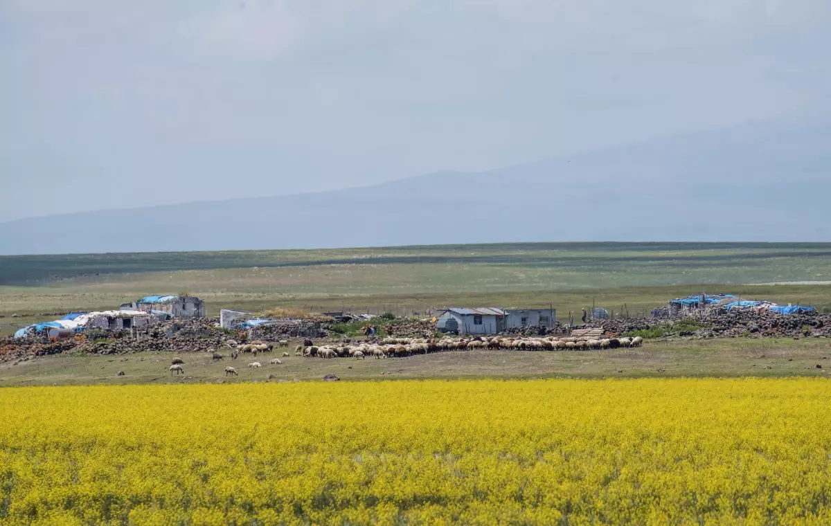 Kars'ta yıllar sonra suyla dolan Mışko Gölü sarı çiçeklere büründü