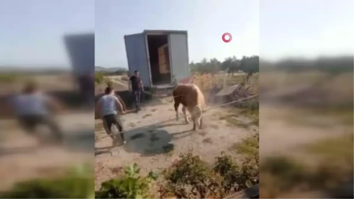 Kurbanlık boğa sahiplerine zor anlar yaşattı