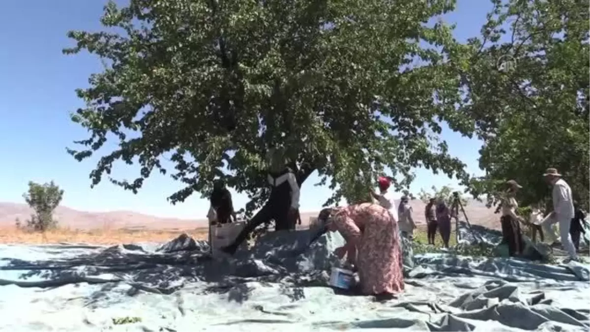 Malatya\'da mevsimlik tarım işçilerinin "mişmiş" mesaisi başladı