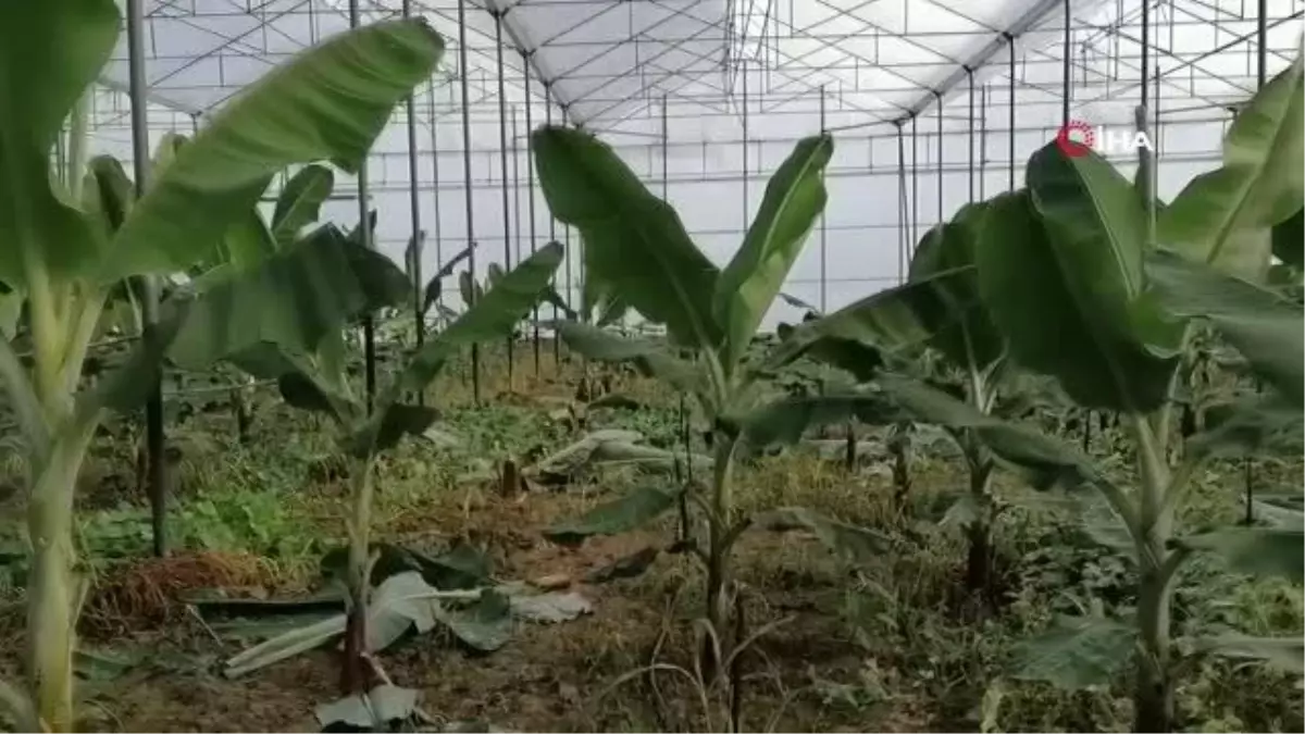 Seranın naylonlarını kesip, 230 muz fidanını talan ettiler