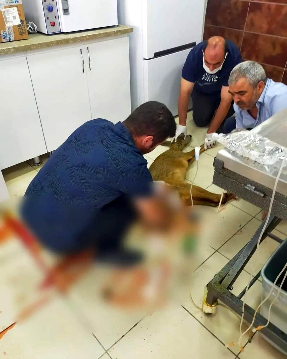 Son dakika haberleri | Yaralı olarak bulunan karaca tedavi altına alındı
