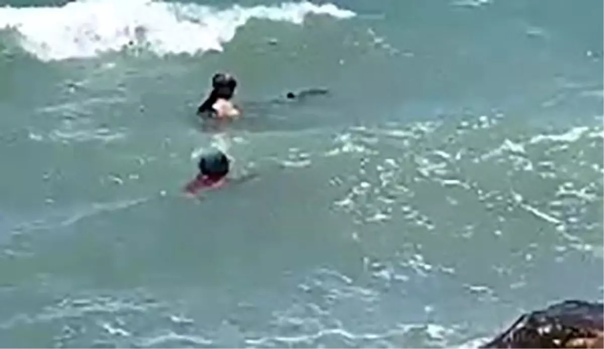 Son dakika: Yavrusu ölü doğan yunus kendini karaya vurdu