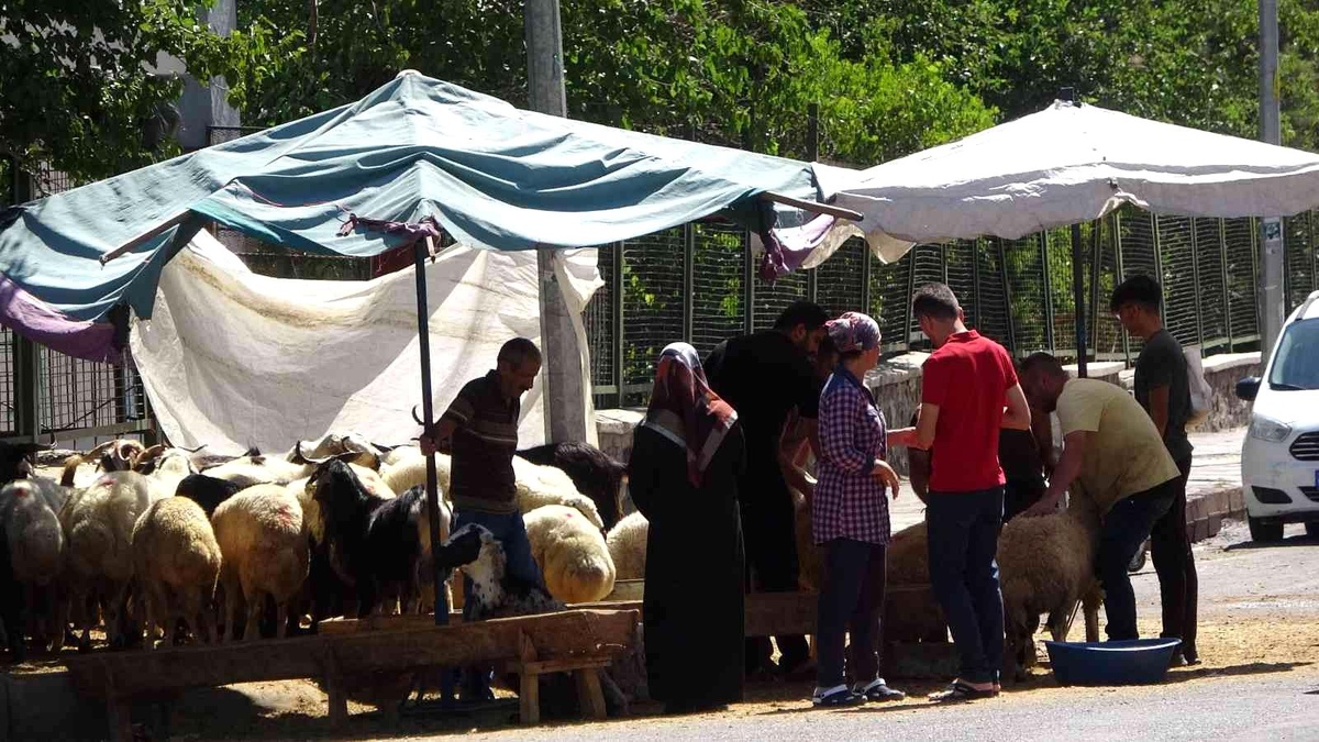 Diyarbakır\'da kurbanlıklar sıcakların gölgesinde kaldı