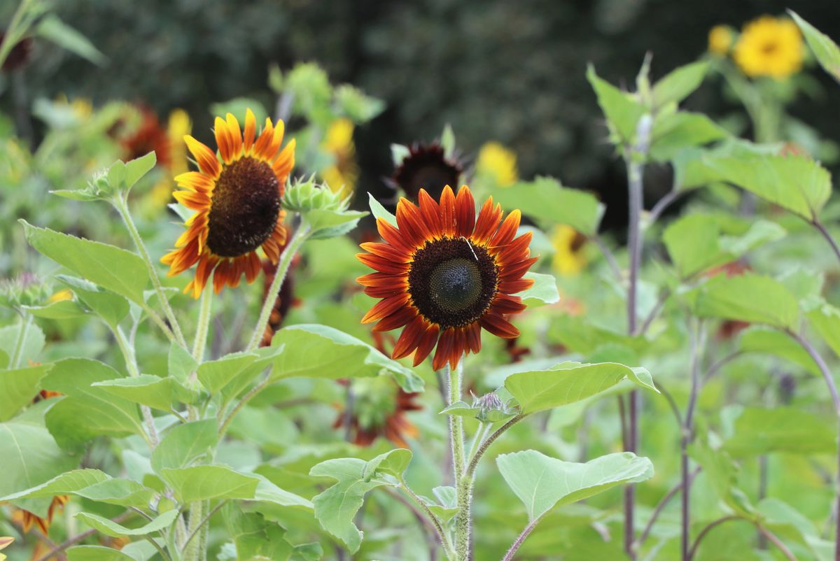 Edirne'de kırmızı ayçiçekleri çiçek açtı