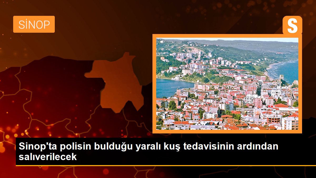 Son dakika haberi! Sinop\'ta polisin bulduğu yaralı kuş tedavisinin ardından salıverilecek