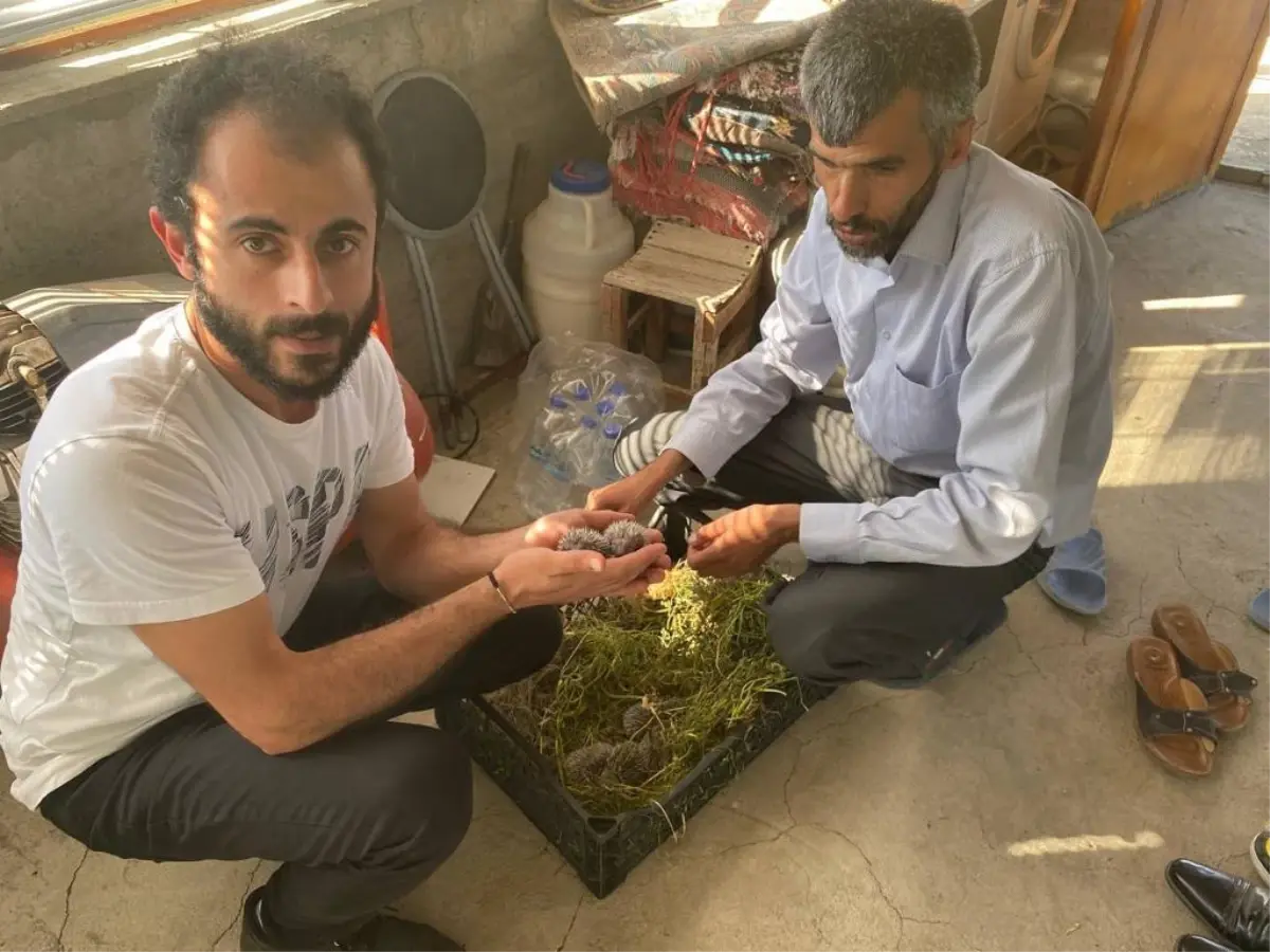 Anneleri gelmeyen yavru kirpiler koruma altına alındı