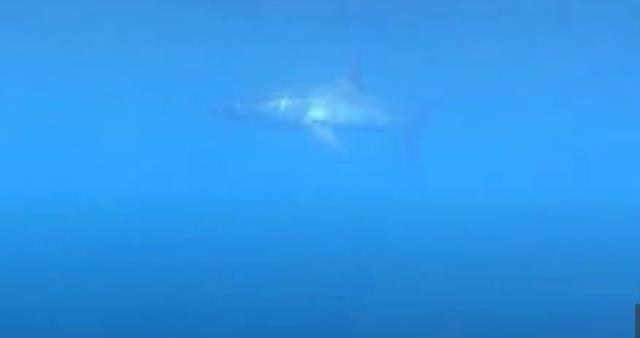 Dünyanın en korkunç köpekbalığı Akdeniz'e giriş yaptı! Adamı saniyeler için toz haline getiriyor