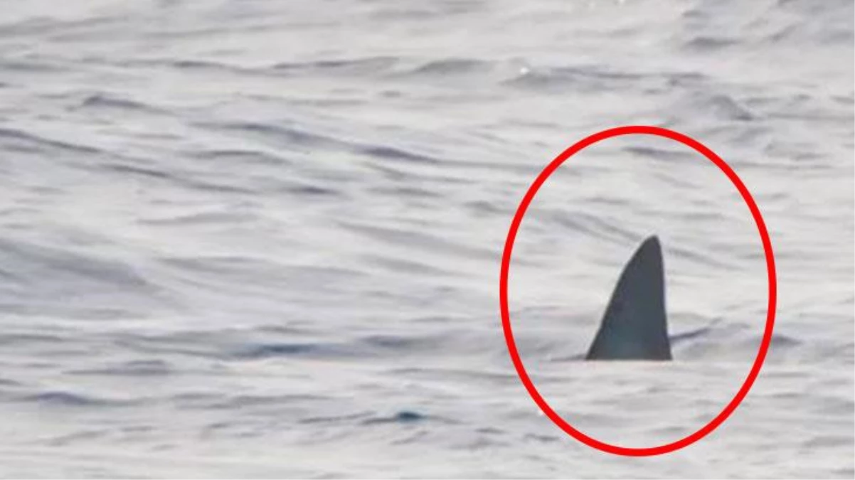 Dünyanın en ölümcül köpekbalığı Mako, Akdeniz\'e giriş yaptı! En son Barcelona kıyılarında görülen köpekbalığı panik yarattı